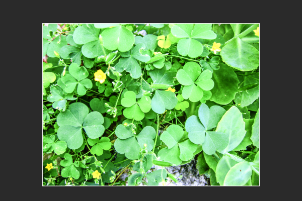 cretu_vass_mária_szivecskés_madársoska-oxalis_acetosella71F781CF-4320-B635-AF40-2E7C2690BBBE.png