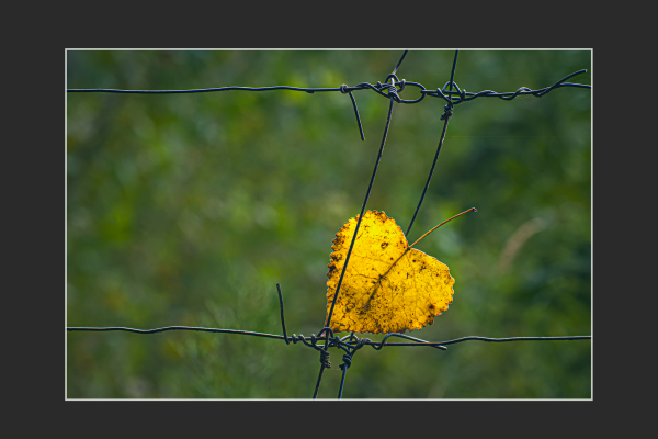 farkas_szilvia_fogsagba_esve8A3E0197-0722-59B8-50D2-F513DFA5812D.png