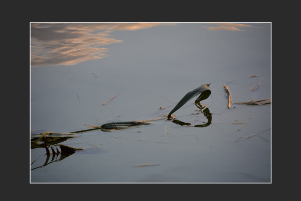 lakotarne_lorincz_edit_a_nadas_sziveC1DDB6F7-5C6A-24AD-7A8A-BBB14B0366CA.png