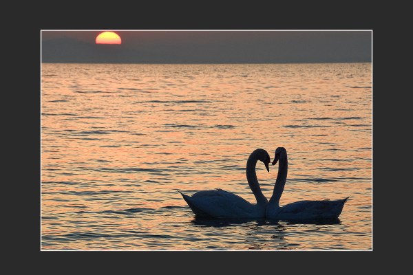 lakotarne_lorincz_edit_hattyusziv859C2453-587B-245B-9E5F-07D090D55EB4.png