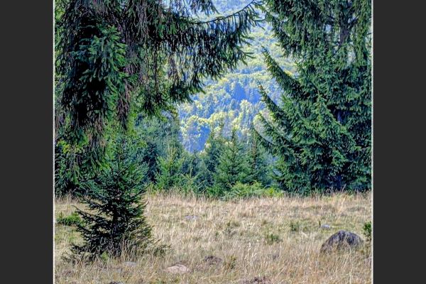 bálint-zsolt-a-rengeteg-gyermekeA54031F9-78C9-9AA1-04BA-AC952ED1096D.png
