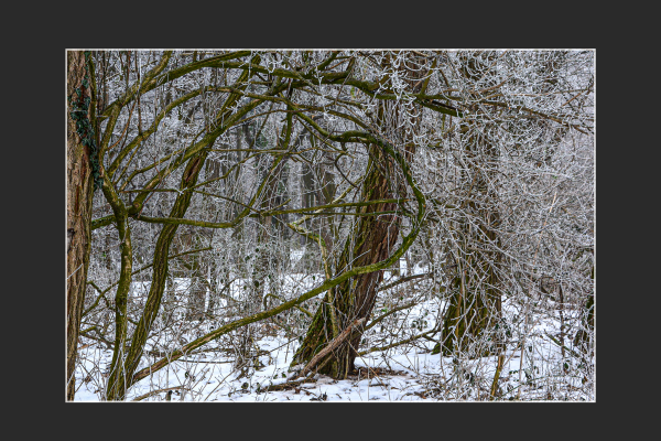 lakotárné-lőrincz-edit-a-téli-erdő-szíveB43A5A7F-0AE2-E890-F8DD-EEC3B9135449.png
