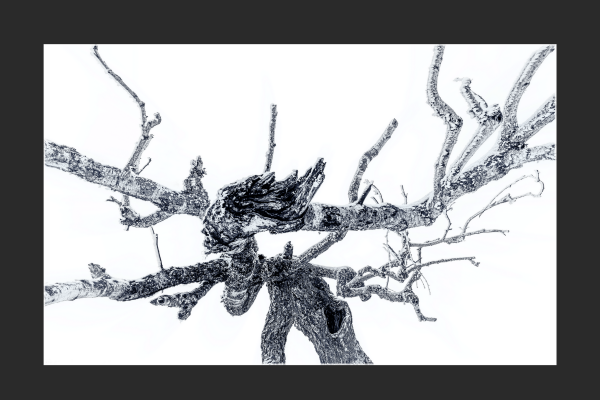 lőrincz-lajos-dryád-frozen7EB14D15-F5D2-A4F8-E2ED-744C2CC382D3.png