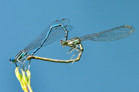 Szívecskék a Természetben 2026